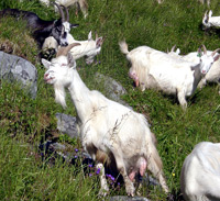 En flokk med geiter i Lauvdalen